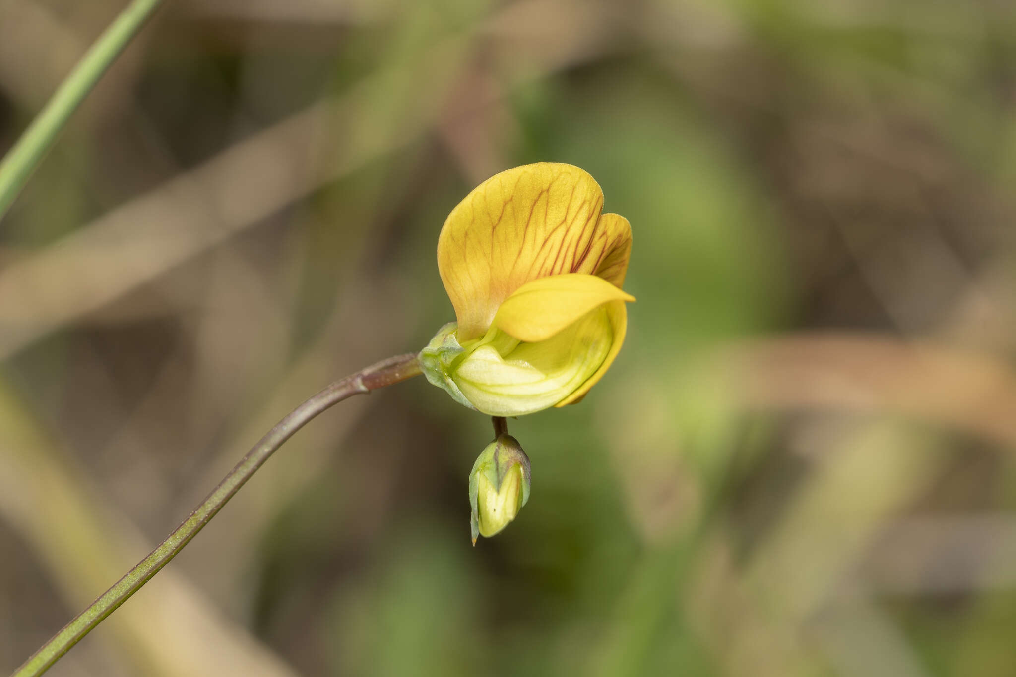 Image of annual vetchling