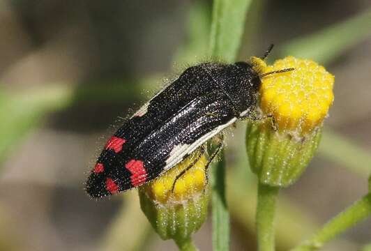 Image de Acmaeodera chiricahuae Barr 1972