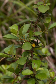 Слика од Maesa alnifolia Harv.