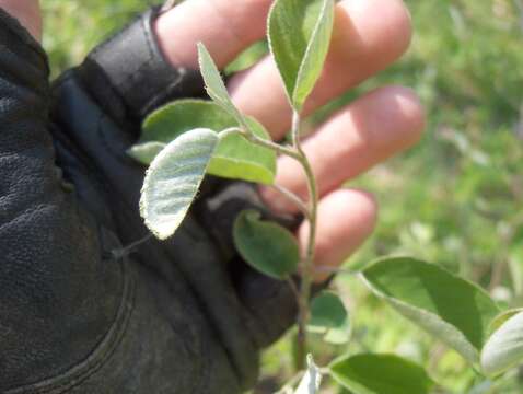 Imagem de Amelanchier arborea (Michx. fil.) Fern.