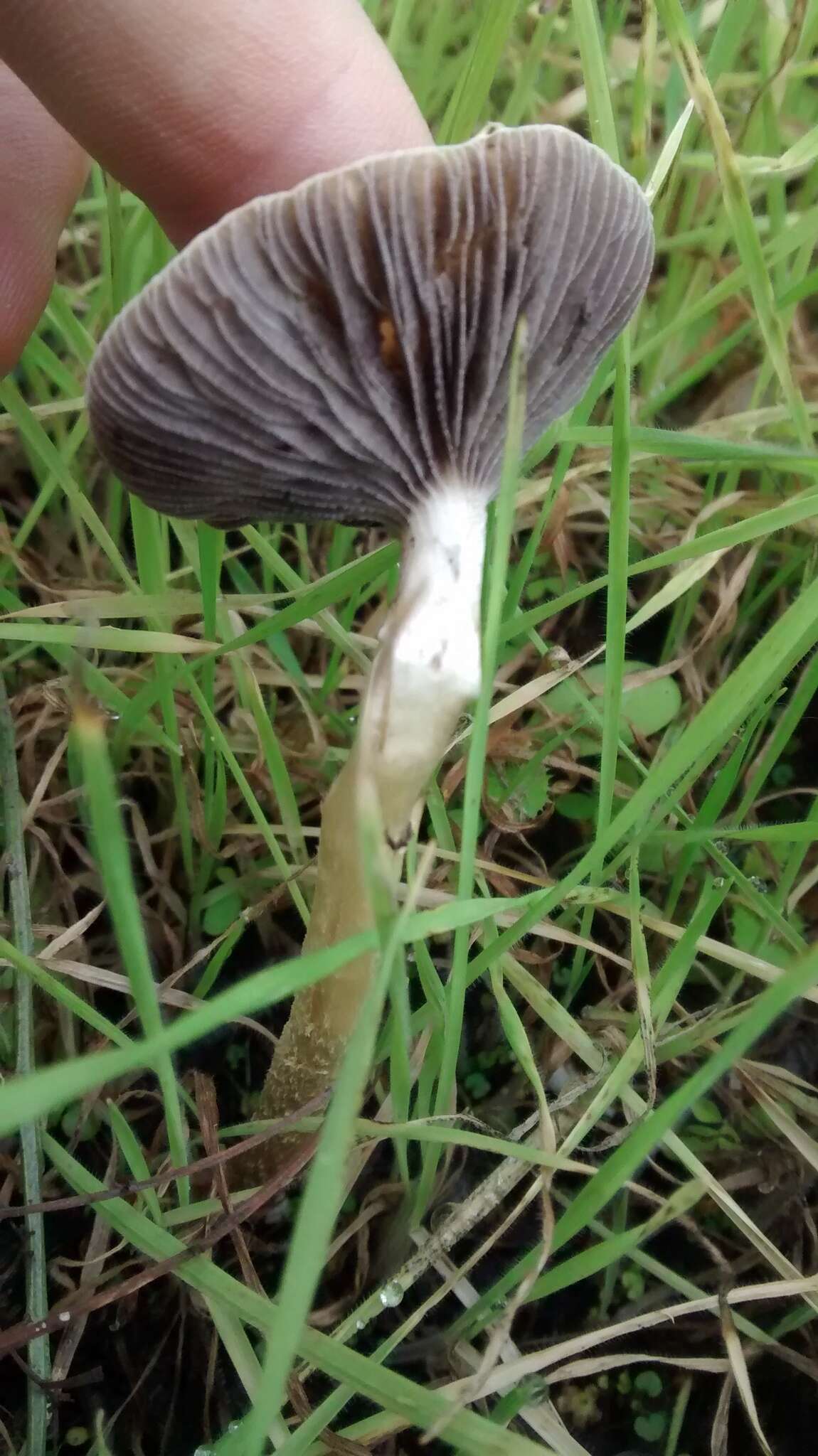 Image de Leratiomyces percevalii (Berk. & Broome) Bridge & Spooner 2008