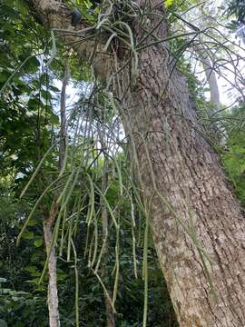 Imagem de Rhipsalis lindbergiana K. Schum.