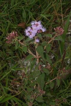 Chromolaena iridolepis (B. L. Rob.) R. King & H. Rob. resmi