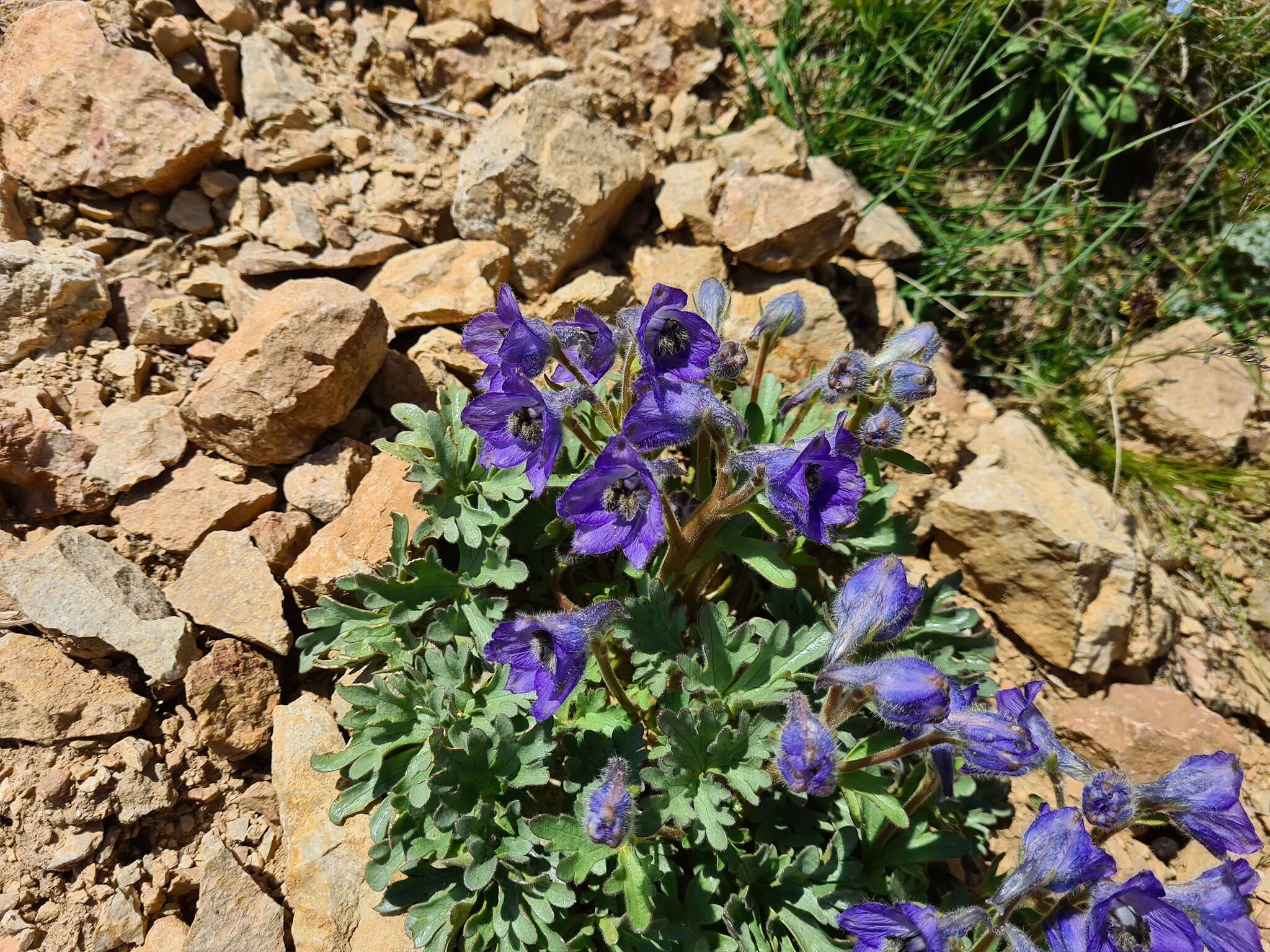 Delphinium caucasicum C. A. Mey.的圖片