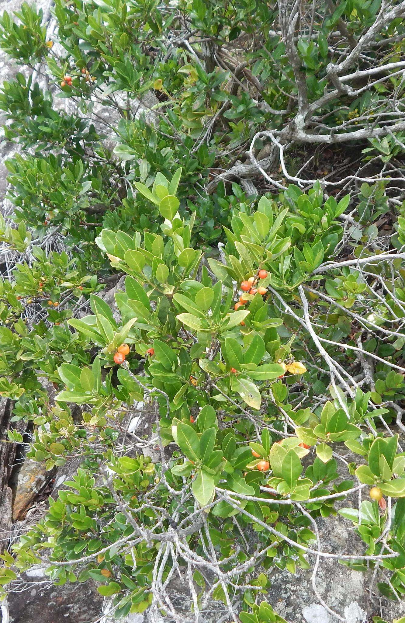 Image de Tricalysia capensis var. capensis