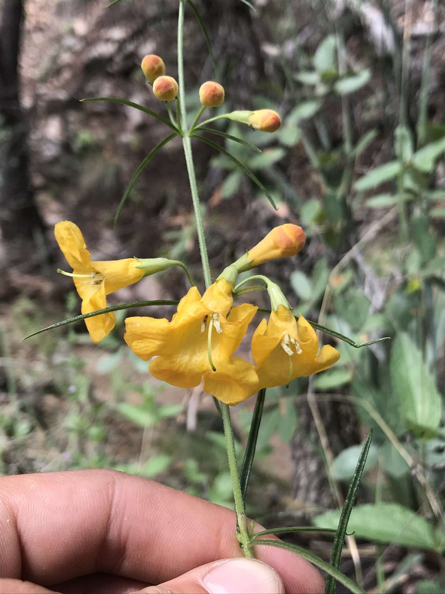 Image of Arizona desert foxglove