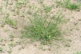 Image of Eragrostis amurensis Prob.