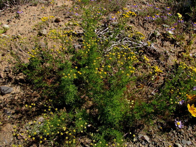 Oncosiphon grandiflorum (Thunb.) M. Källersjö的圖片