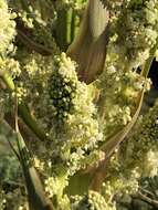 Image of Peninsular beargrass