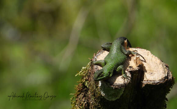 Image of Sceloporus formosus Wiegmann 1834