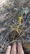 Image of Castilleja racemosa (Breedlove & Heckard) T. I. Chuang & L. R. Heckard