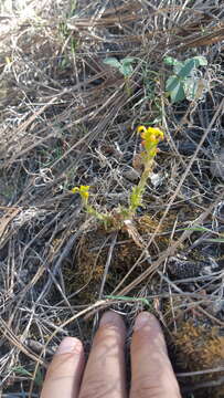 Слика од Castilleja racemosa (Breedlove & Heckard) T. I. Chuang & L. R. Heckard