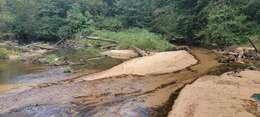 Image of Firebelly darter