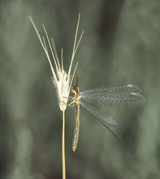 Image de Macronemurus