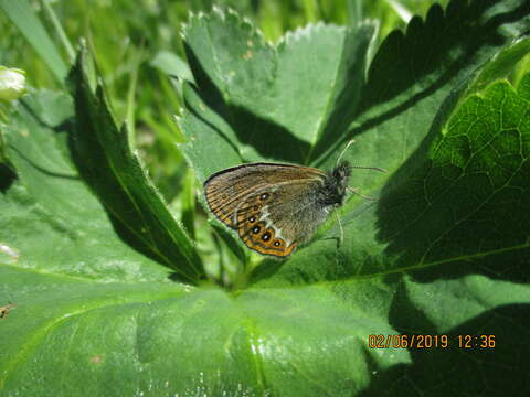 Image of scarce heath