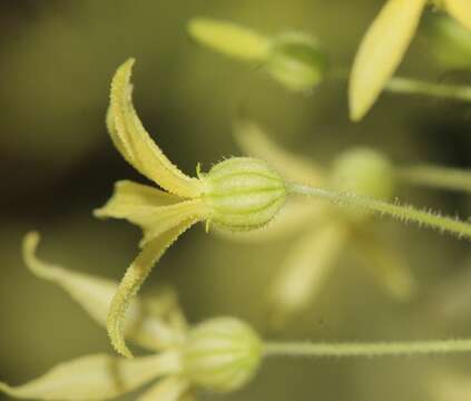 Image of Echinopepon pubescens (Benth.) Rose