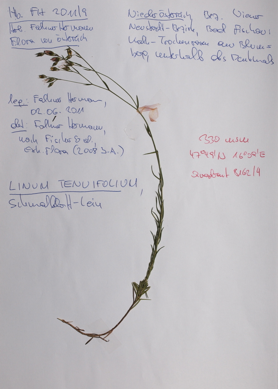 Linum tenuifolium (rights holder: HermannFalkner/sokol)