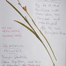 Image of <i>Gladiolus palustris</i> Gaudin