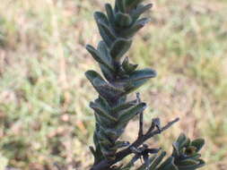 Image of Lobostemon trigonus (Thunb.) Buek