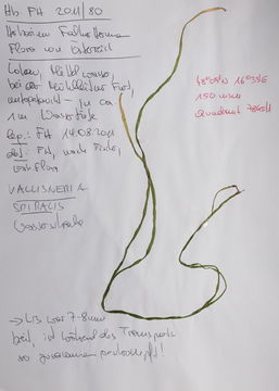 Image of Tapegrass