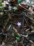 Image de Voyria pittieri (Standl.) L. O. Wms.