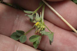 Image of hairy medick