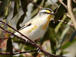 Image of Pardalotus striatus substriatus Mathews 1912