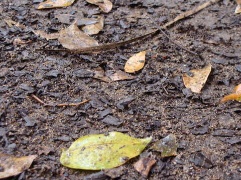 Image of Caribbean white-lipped frog