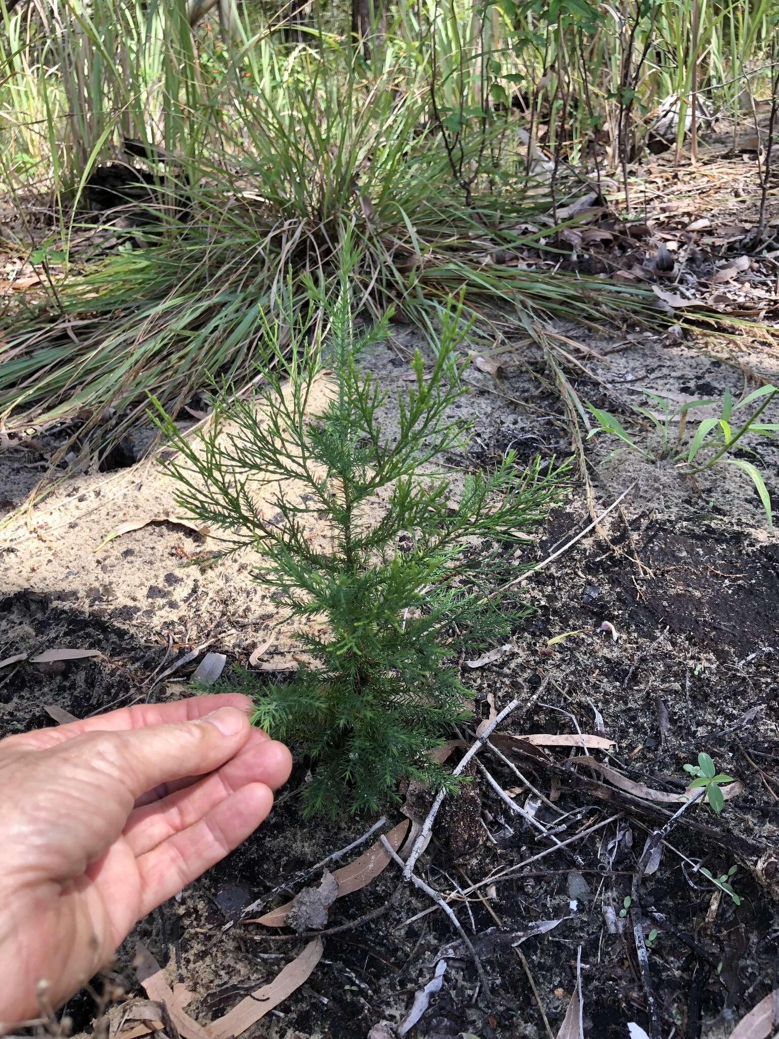 Image of Cypress Pine