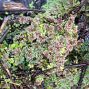 Image of Azolla rubra R. Br.