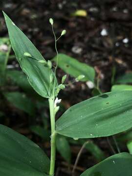 Image of Bosc's panicgrass