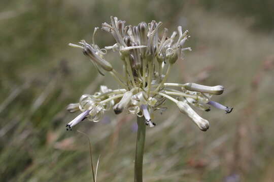 Image of Drimia sphaerocephala Baker