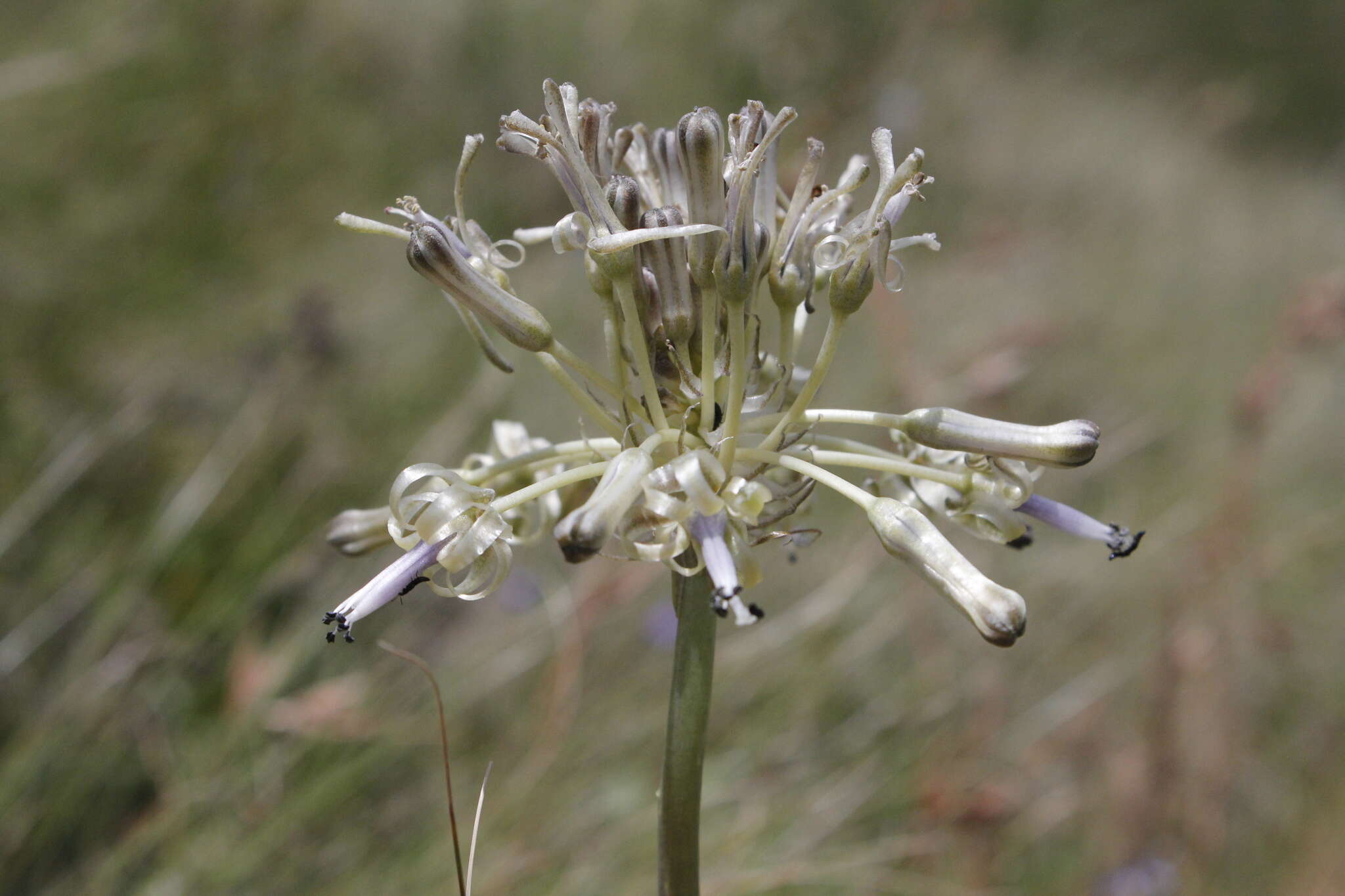 Imagem de Drimia sphaerocephala Baker