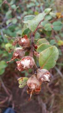 Image de Xerochlamys diospyroidea (Baill.) F. Gérard