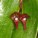 Imagem de Pleurothallis galerita Luer