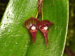 Image of Pleurothallis galerita Luer