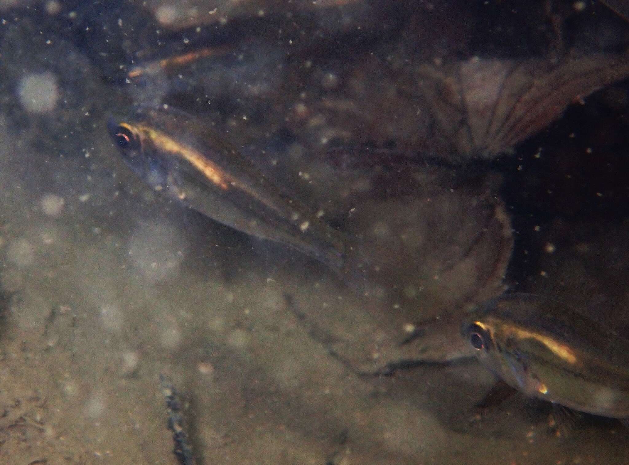 Image of Pink-breasted siphon-fish