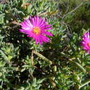 Image of Lampranthus watermeyeri (L. Bol.) N. E. Br.