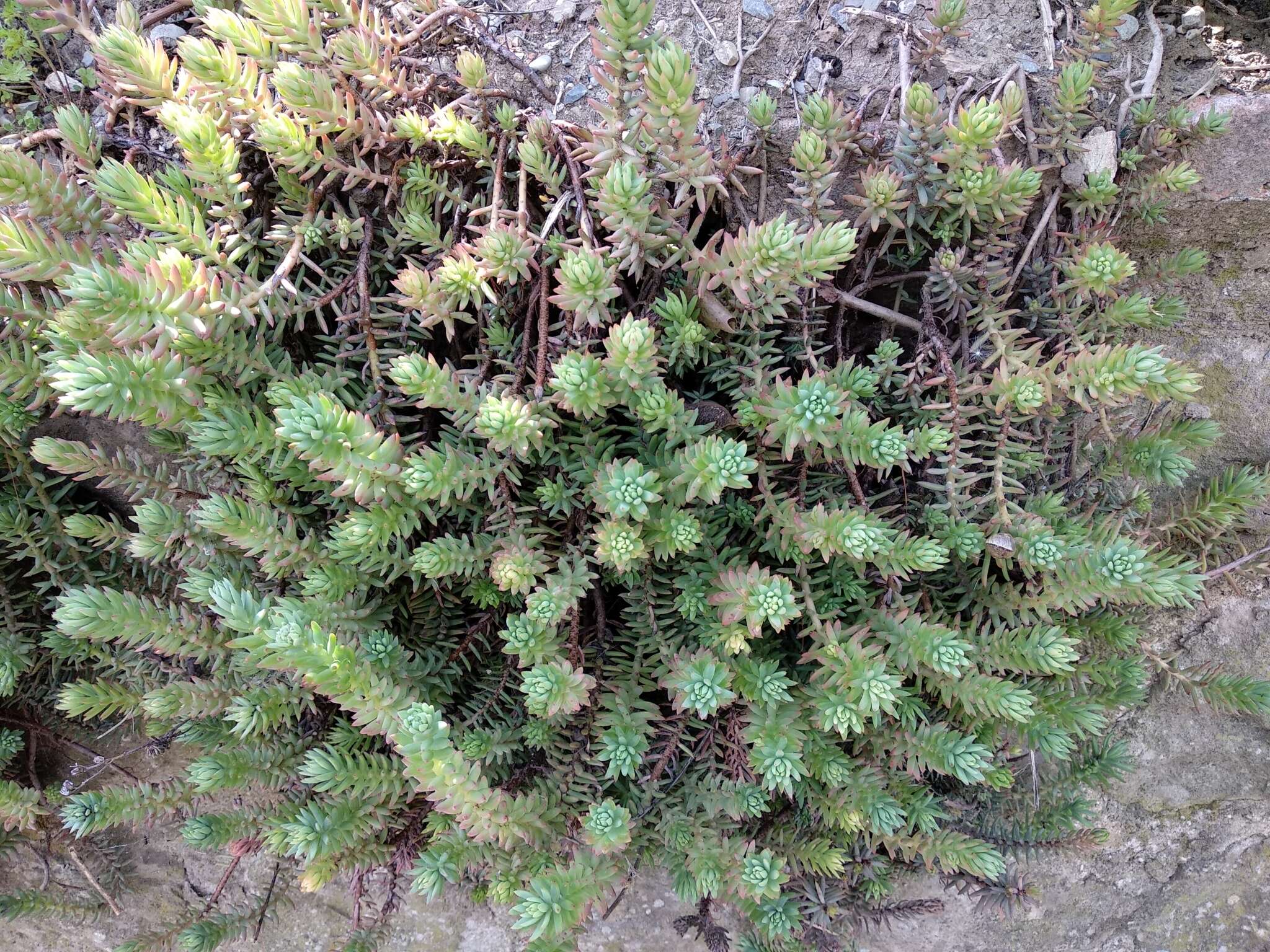 Image of Petrosedum rupestre (L.) P. Heath