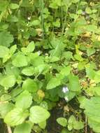 Image of Wood speedwell