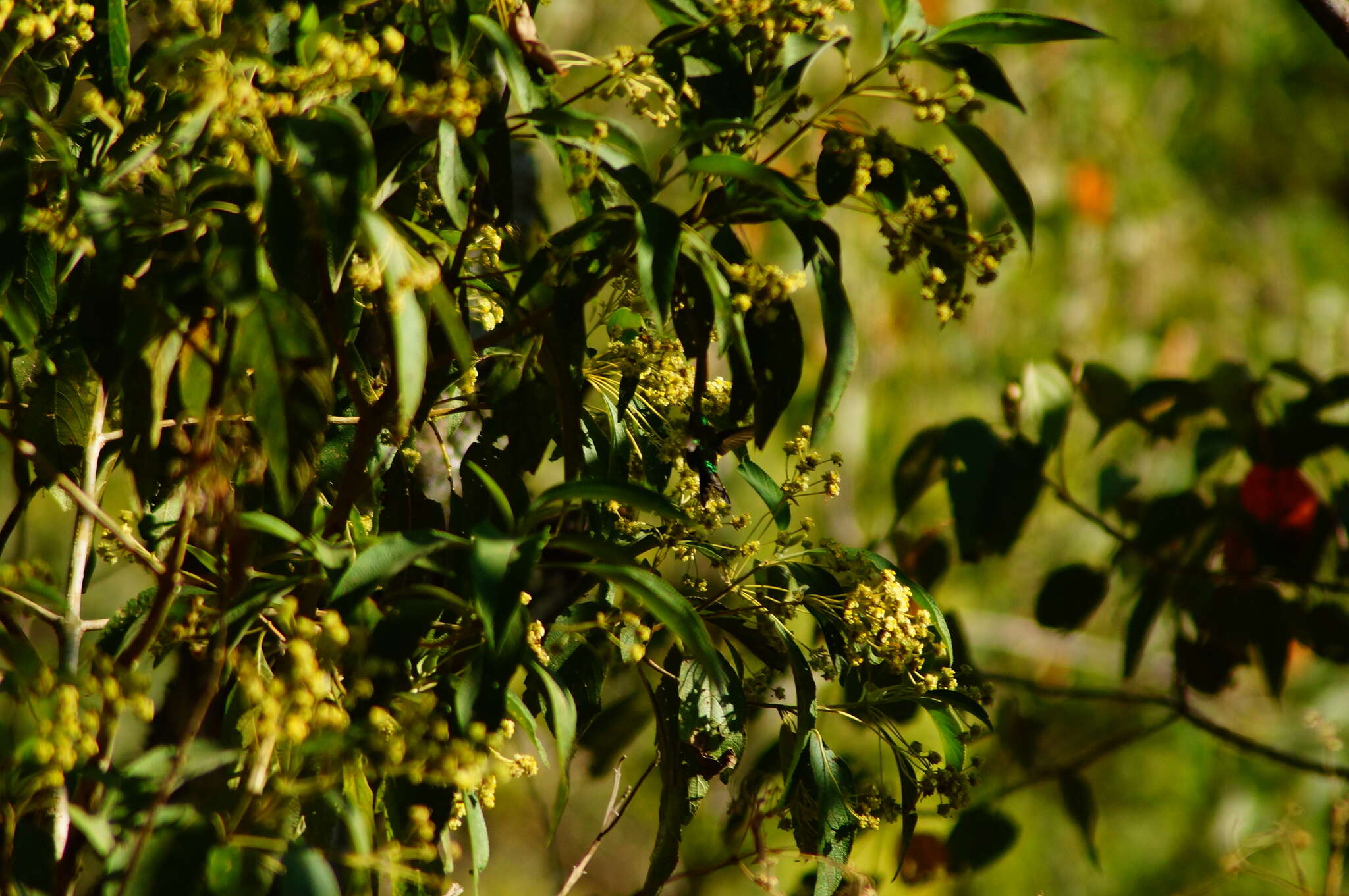 Image of Golden-crowned Emerald