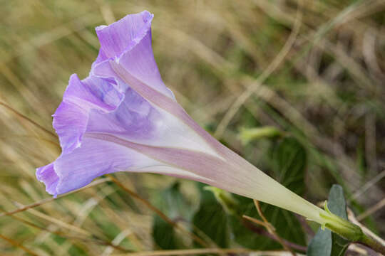 Ipomoea gilana K. Keith & J. A. Mc Donald resmi