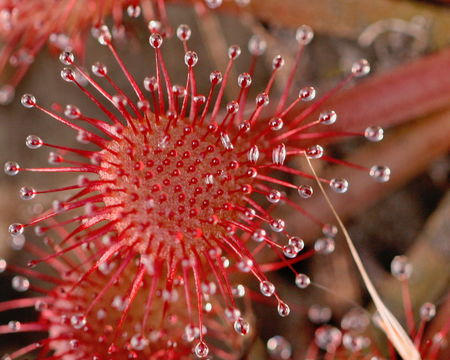 Image of pink sundew