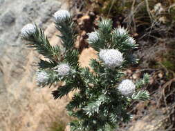 Image of Metalasia muraltiifolia DC.