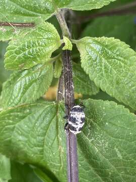 Image of Rhyssomatus diversicollis Heller 1921