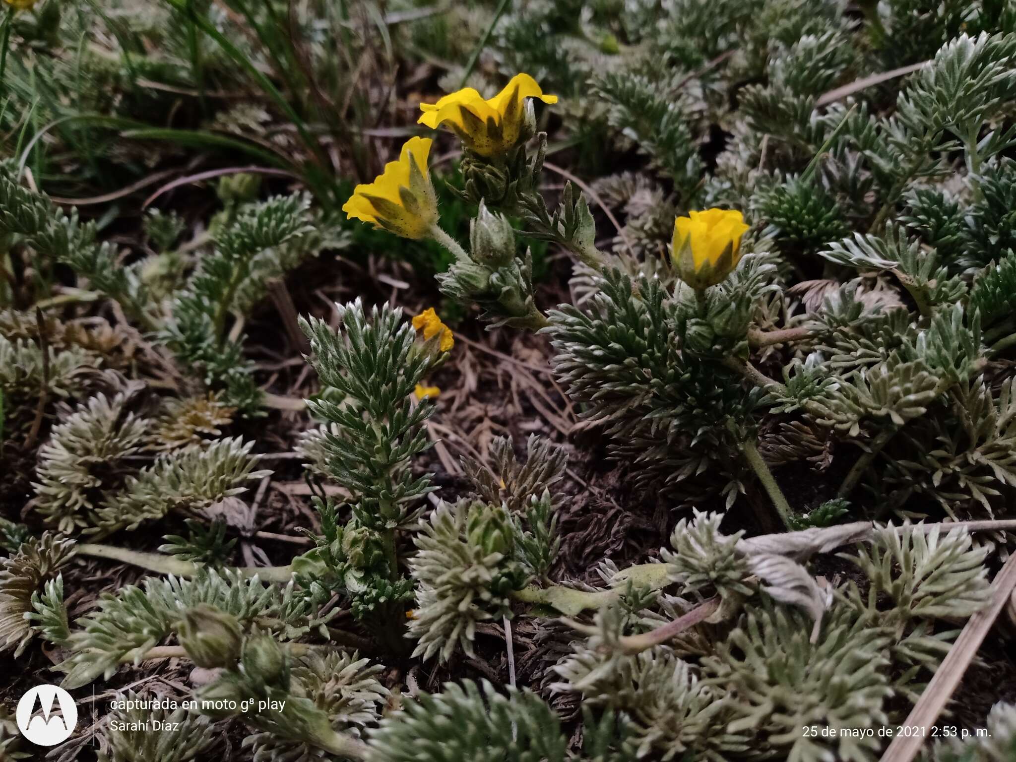 Image of Potentilla candicans Humb. & Bonpl. ex Schltdl.