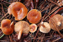 Image of Lactarius subflammeus Hesler & A. H. Sm. 1979