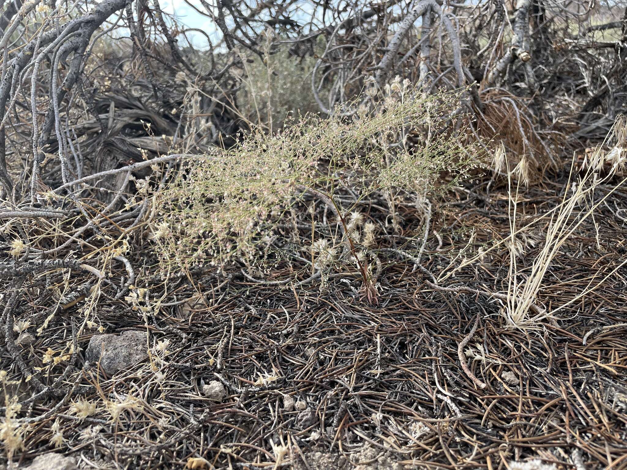 Image of spurry buckwheat