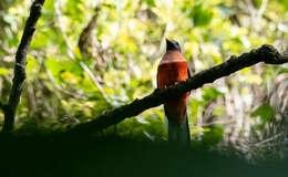 Image de Trogon des Philippines