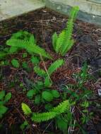 Image of Boston swordfern